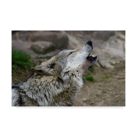 Galloimages Online 'Mexican Wolf Howling' Canvas Art,30x47